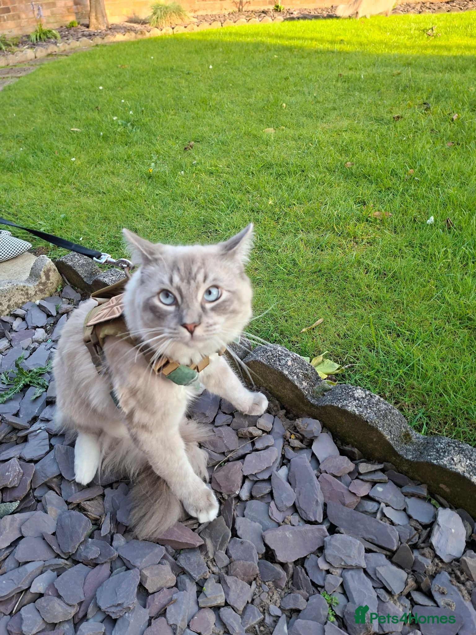 Ragdoll cats Blue Mitted Ragdoll For Stud - Advert 2