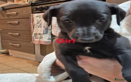 Whippet dogs for sale: K.c Whippet pups - Advert 2