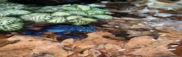 Frog reptiles for sale: Azureus dart frogs in Sidcup - Advert 9