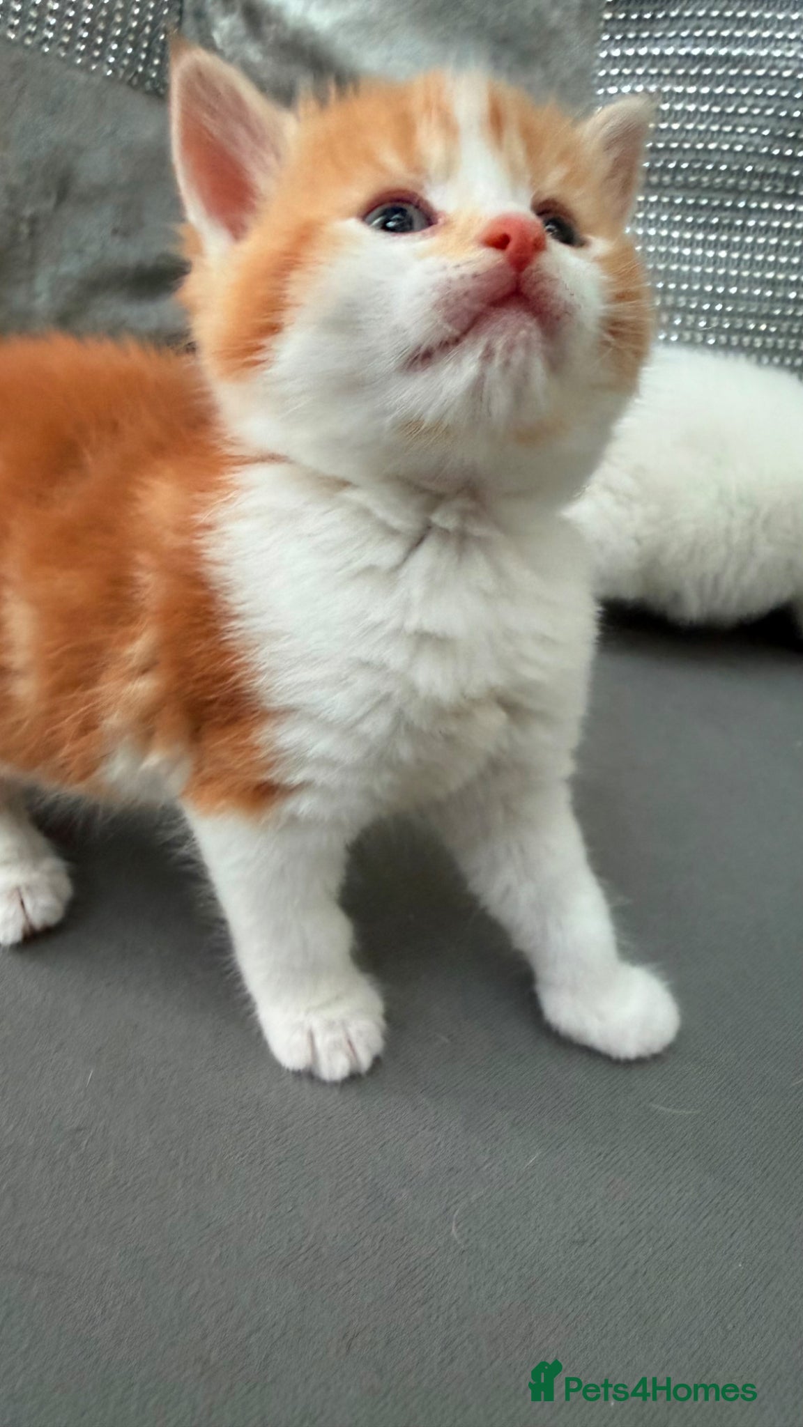 Mixed Breed cats for sale: Stunning and very playfull kittens - Advert 9
