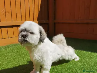 Lhasa Apso dogs Lhasa Apso in Peterborough - Advert 1