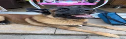 Belgian Shepherd Dog dogs for sale: Belgium Mali  - Advert 4