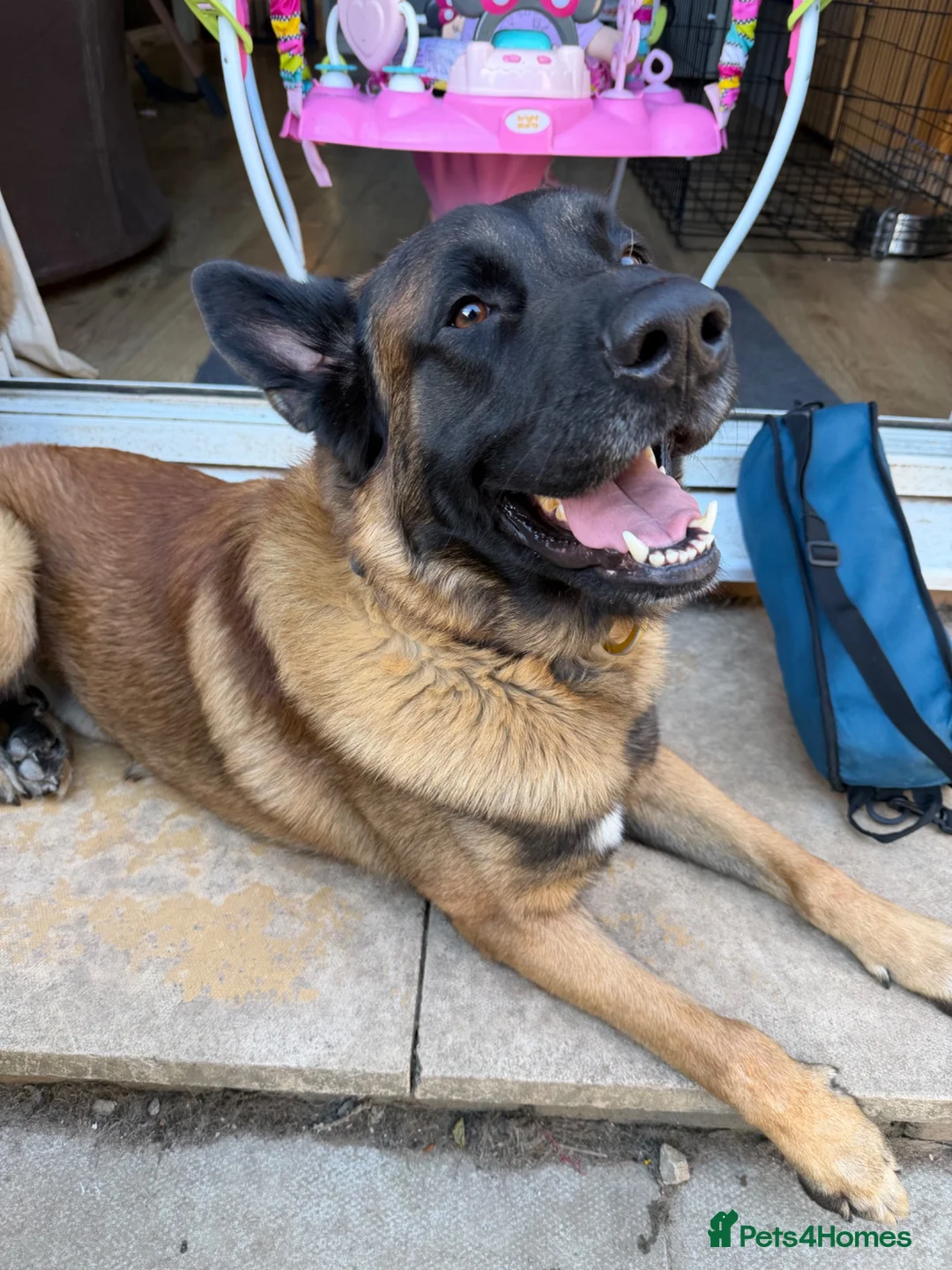 Belgian Shepherd Dog dogs for sale: Belgium Mali  - Advert 4