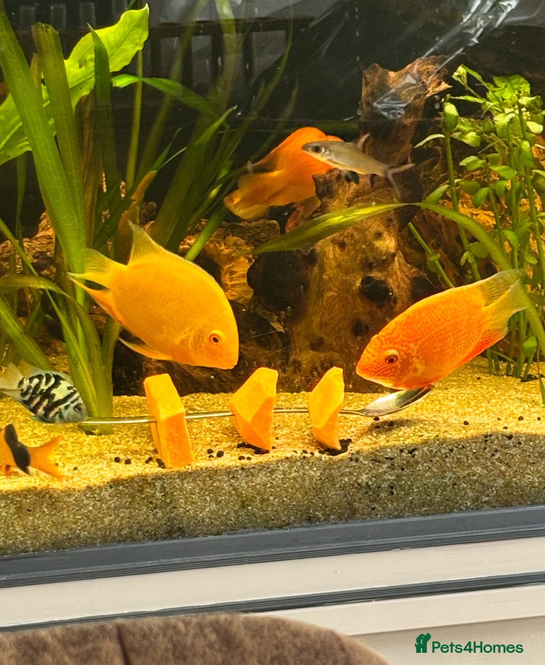 Other/Mixed Breed fish for sale: Large and medium Severums TROPICAL peaceful  - Image 6