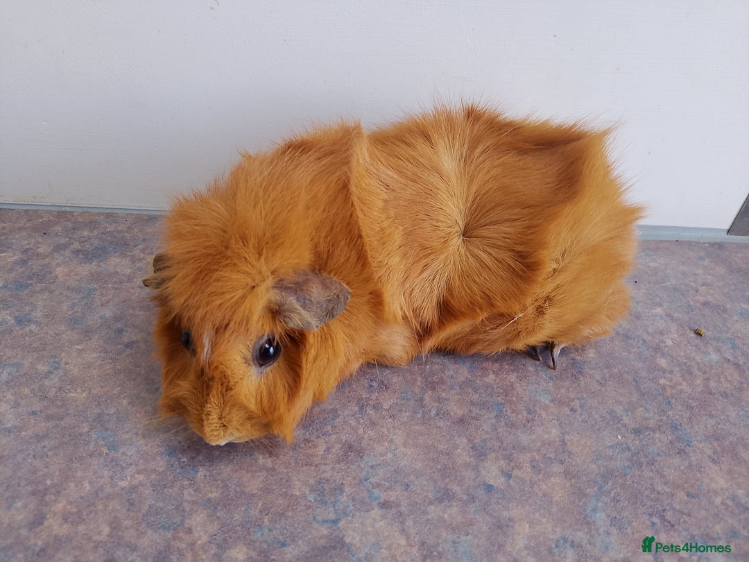 Guinea Pig rodents for sale: Choice of 3 retired sows  - Image 3