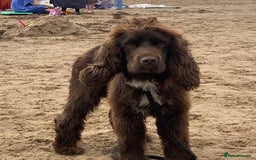Sprocker dogs for sale: Male Chocolate  Sprocker Spaniel  - Image 12