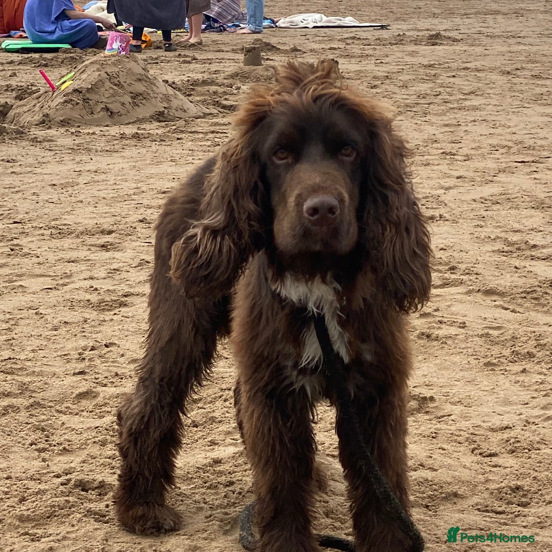 Sprocker dogs for sale: Male Chocolate  Sprocker Spaniel  - Image 12