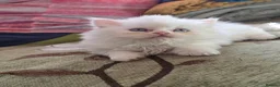 British Longhair cats for sale: White British Longhair Boy – Blue Eyes - Advert 2