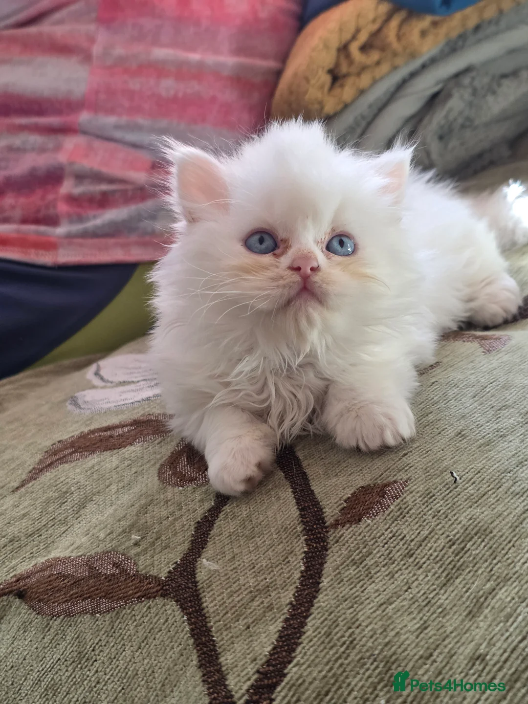 British Longhair cats for sale: White British Longhair Boy – Blue Eyes - Advert 2