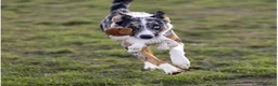Border Collie dogs for sale: A litter of 8 puppies confirmed!  - Advert 7