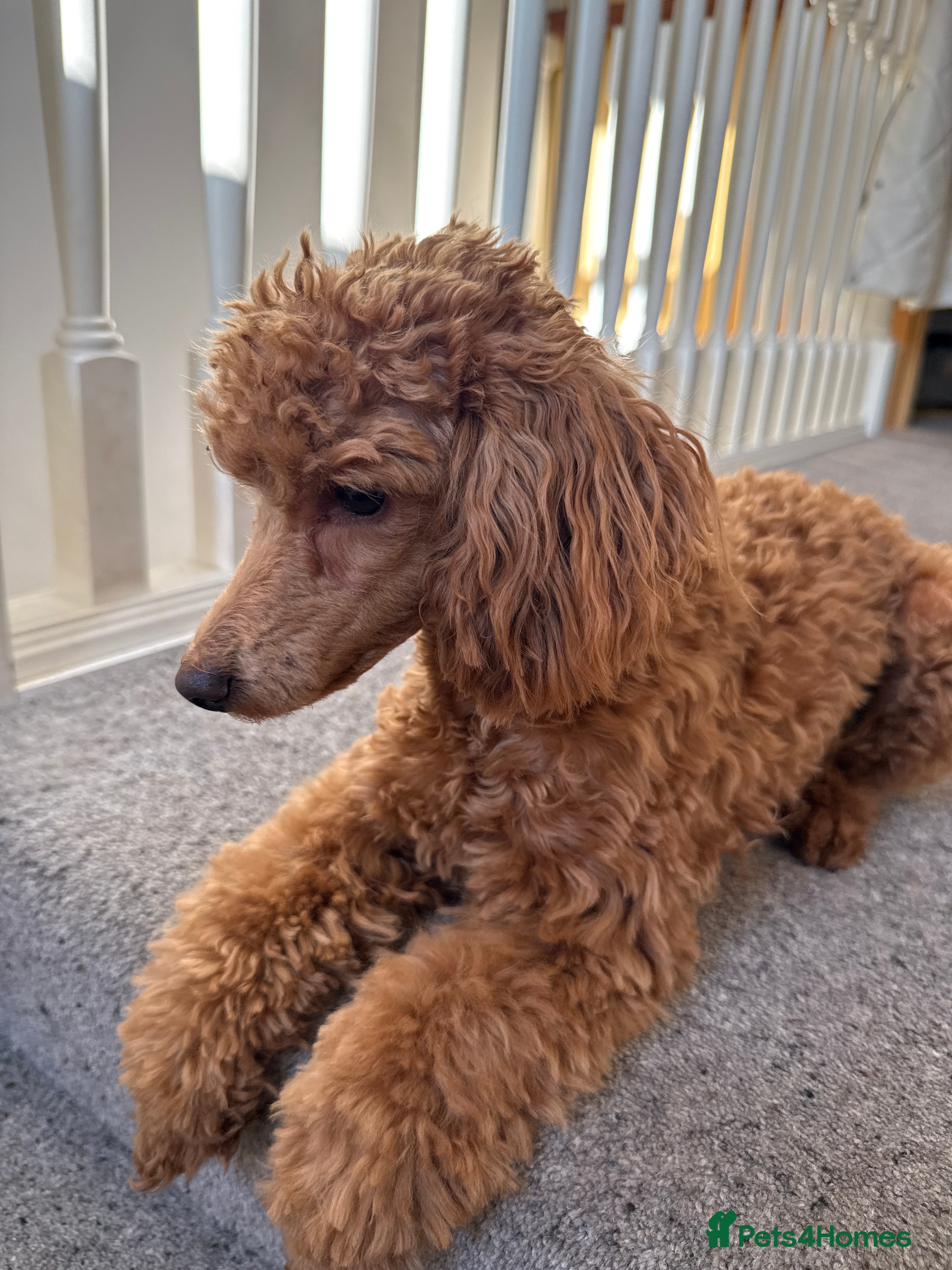 Poodle dogs Beautifull miniature poodle - Advert 3