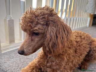 Poodle dogs Beautifull miniature poodle - Advert 3