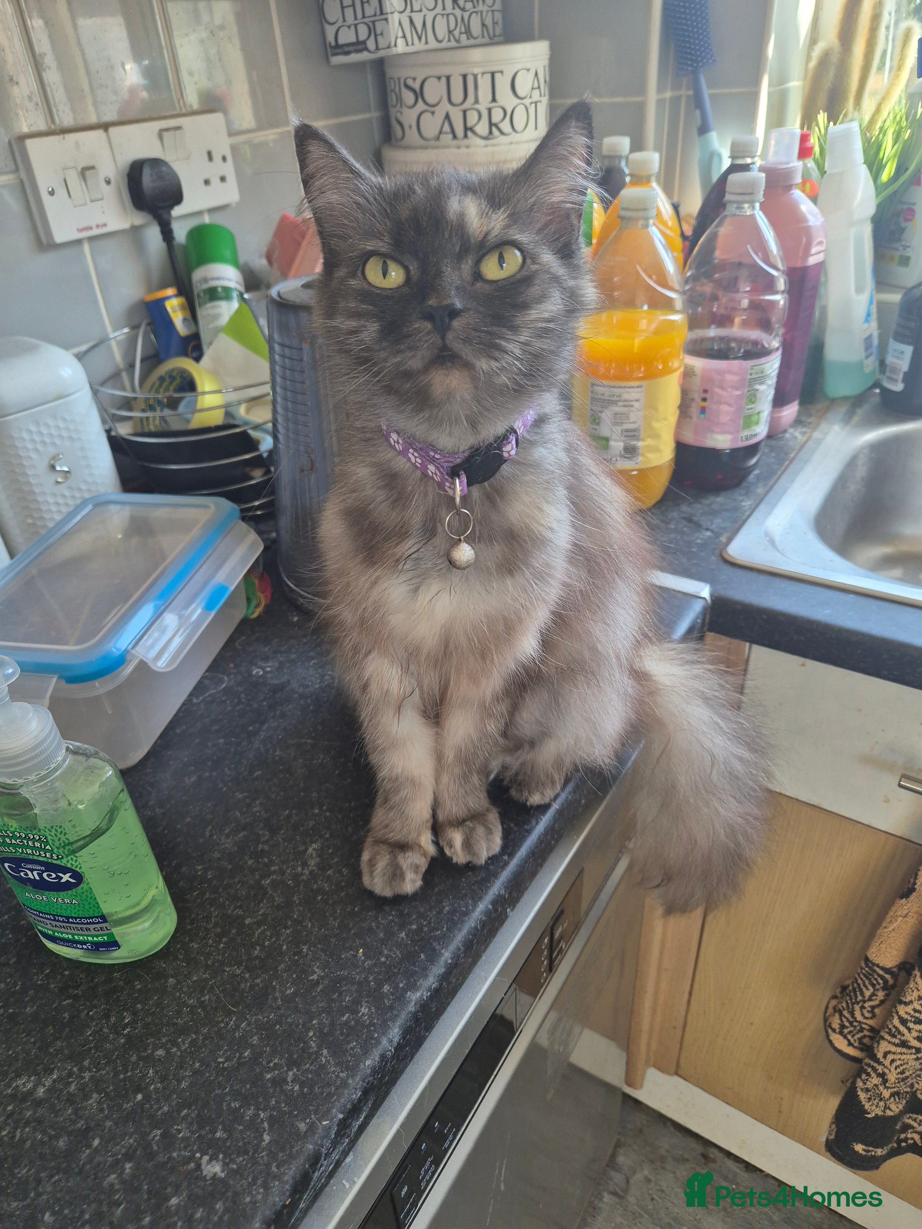 Mixed Breed cats Maine coon/ persian mixed female 6 years old - Advert 19