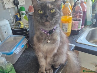 Mixed Breed cats Maine coon/ persian mixed female 6 years old - Advert 2