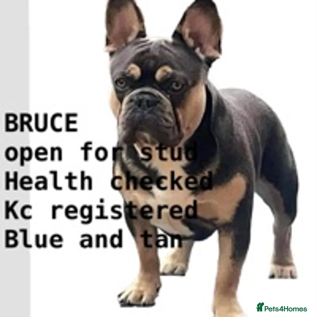 French Bulldog dogs for stud: Bruce blue and tan french bulldog in Sheffield - Advert 9