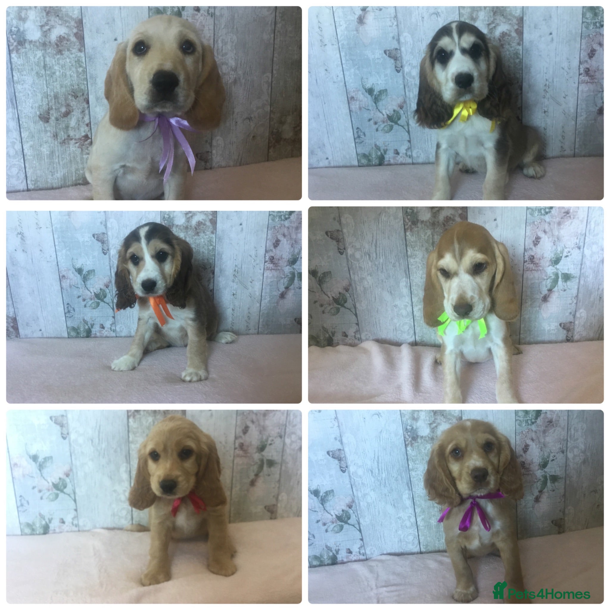 Cockerdor dogs Cockador pups. Confident, Social & full of life  - Advert 2