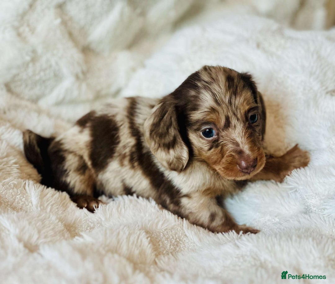 Miniature Dachshund dogs for sale: Long haired dachshund  - Image 11