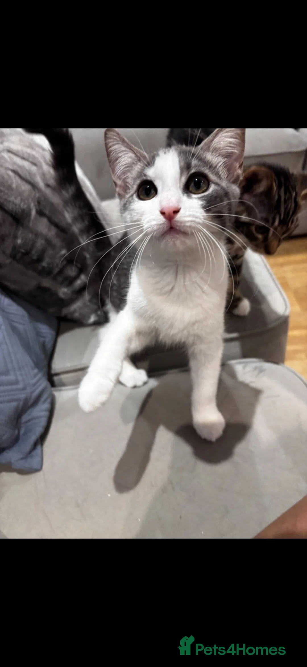 British Shorthair cats for sale: Female British Shorthair mix Kitten in London - Advert 2