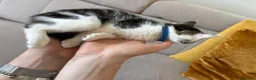 Mixed Breed cats for sale: Lovely 4 Kittens Ready To Collect From Today!!😻 in Wellingborough - Advert 23
