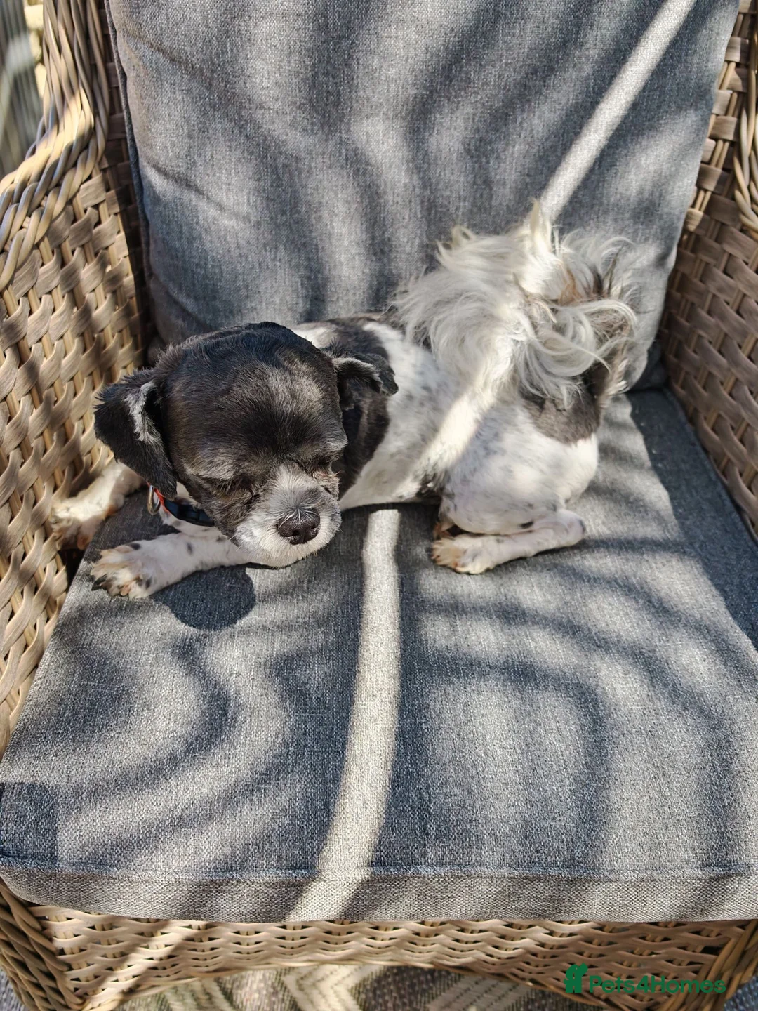 Shih Tzu dogs for sale: Shih tzu - Advert 2