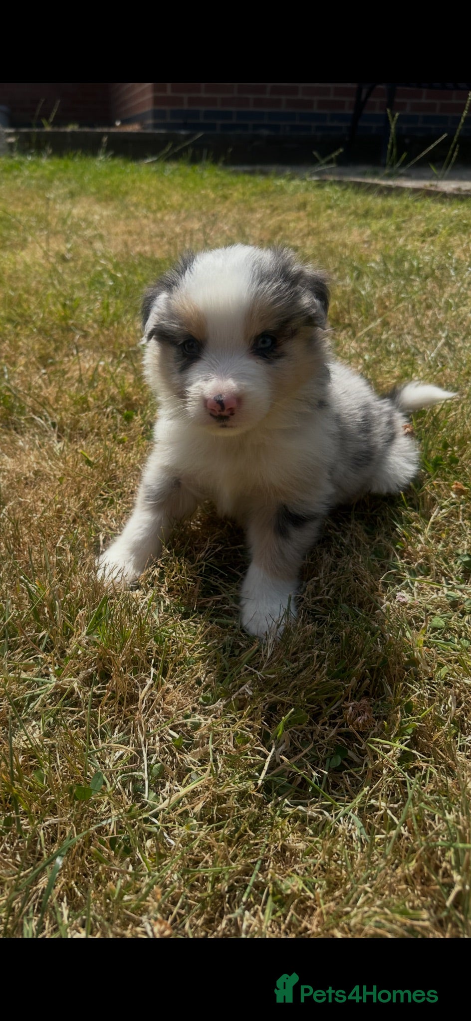 Border Collie dogs Stunning border collie pups - Advert 2