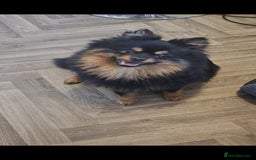 Pomeranian dogs for stud: Stud Pomeranian - Image 4
