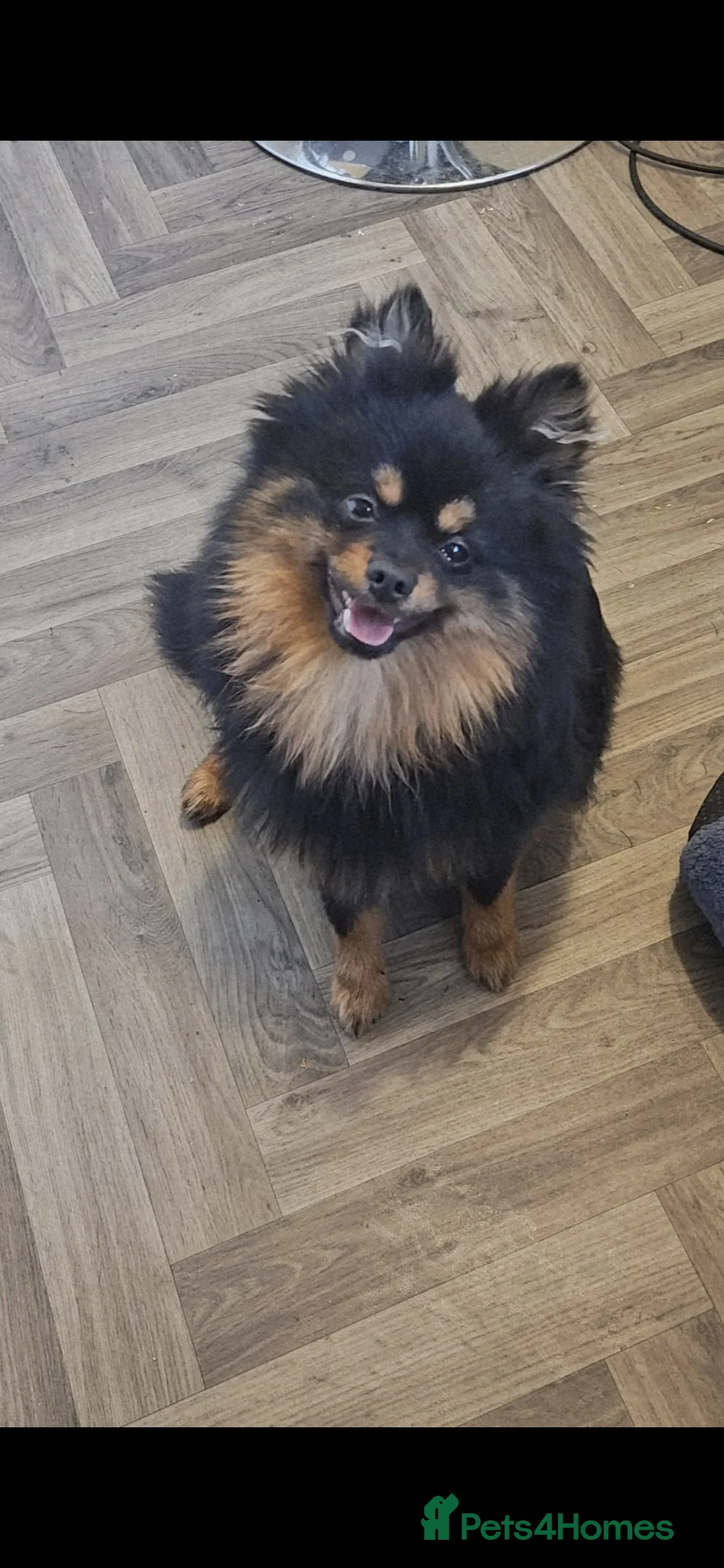 Pomeranian dogs for stud: Stud Pomeranian - Advert 4