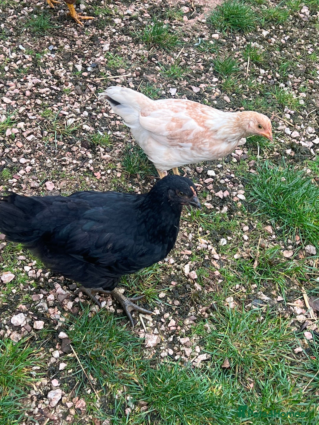 Chickens poultry for sale: Five chicks for sale - Advert 7