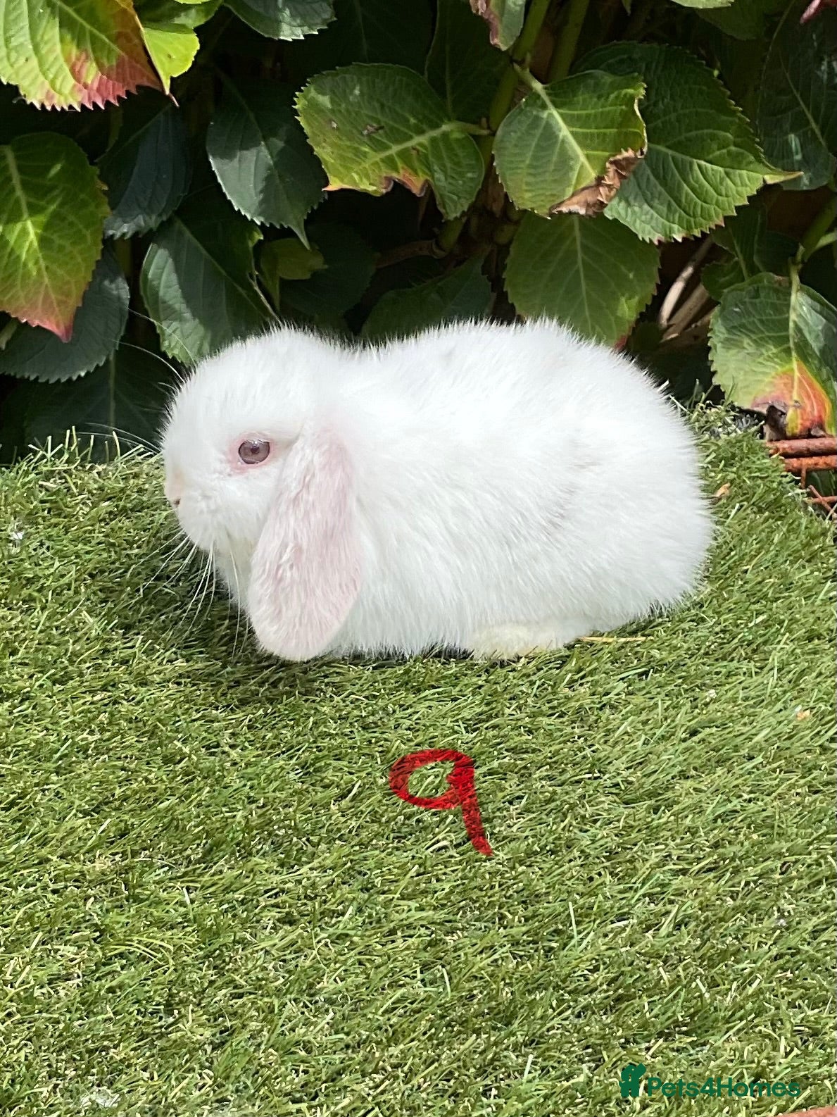 Mini Lop rabbits Pure bred mini lops .1 female available. - Advert 1