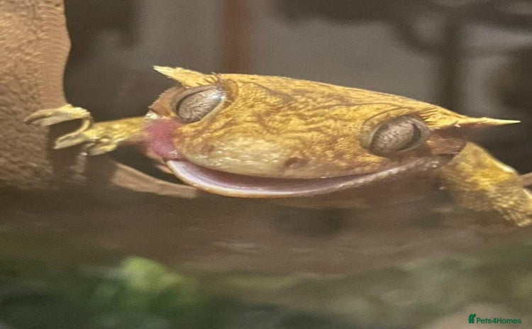 Gecko reptiles - Advert 8