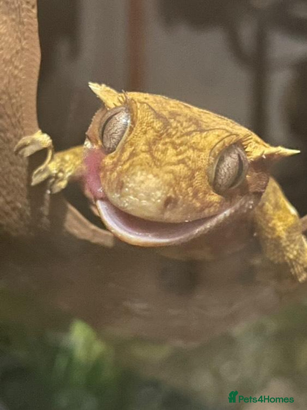 Gecko reptiles for sale: Part pinstripe harlequin female with full setup - Image 1