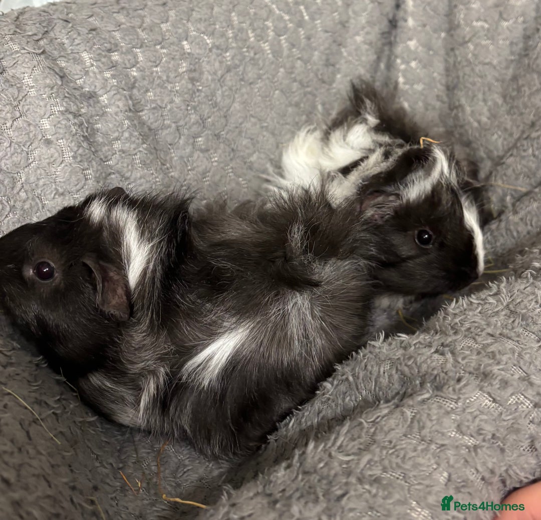 Guinea Pig rodents for sale: 2 female guinea pigs  - Advert 1