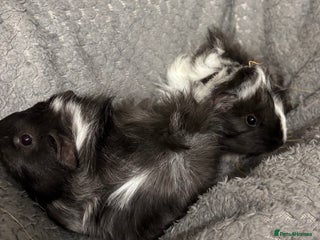 Guinea Pig rodents 2 female guinea pigs - Advert 1