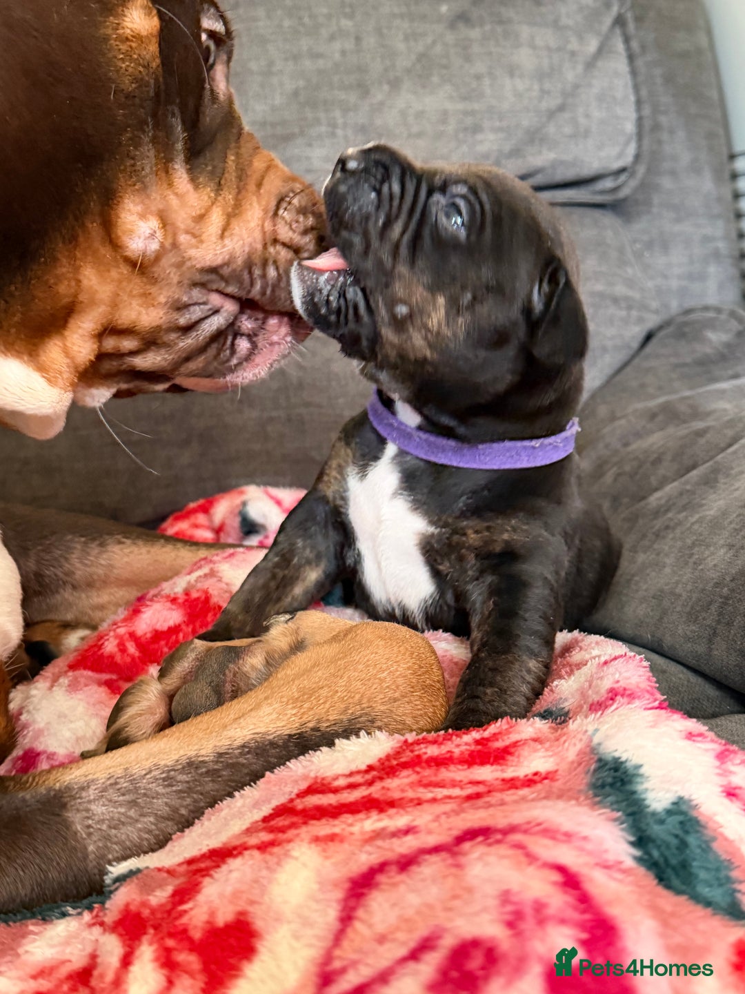 Mixed Breed dogs for sale: Beautiful Home- Reared Puppies!  - Advert 24