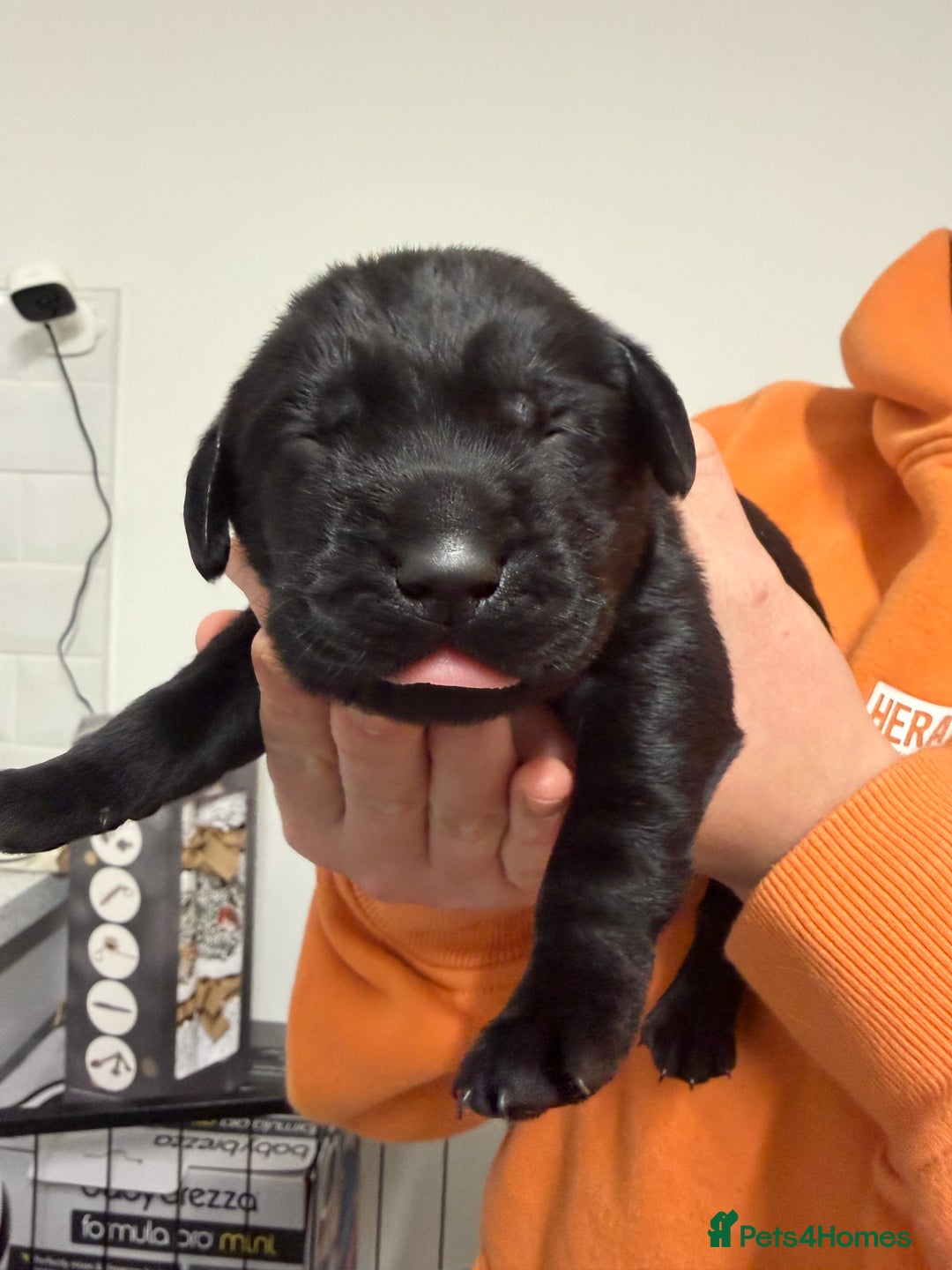 Labrador Retriever dogs for sale: Chunky Black Labrador Puppies! - Advert 15