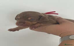 Miniature Dachshund dogs for sale: Smooth haired Miniature Dachshund - Image 7