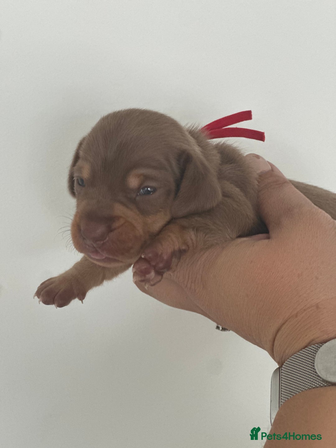 Miniature Dachshund dogs for sale: Smooth haired Miniature Dachshund - Image 7