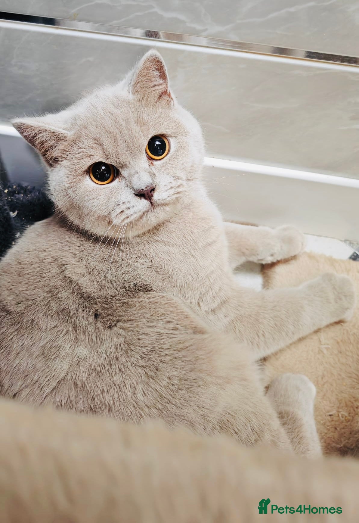 British Shorthair cats Female Lilac And Chocolate Point British Shorthair - Advert 6