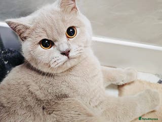 British Shorthair cats Female Lilac And Chocolate Point British Shorthair - Advert 6