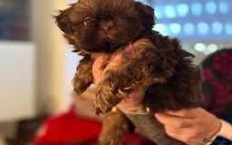 Shih Tzu dogs for sale: Shih Tzu KARASHISHI Line Two Boys Left Green Eyes - Advert 26