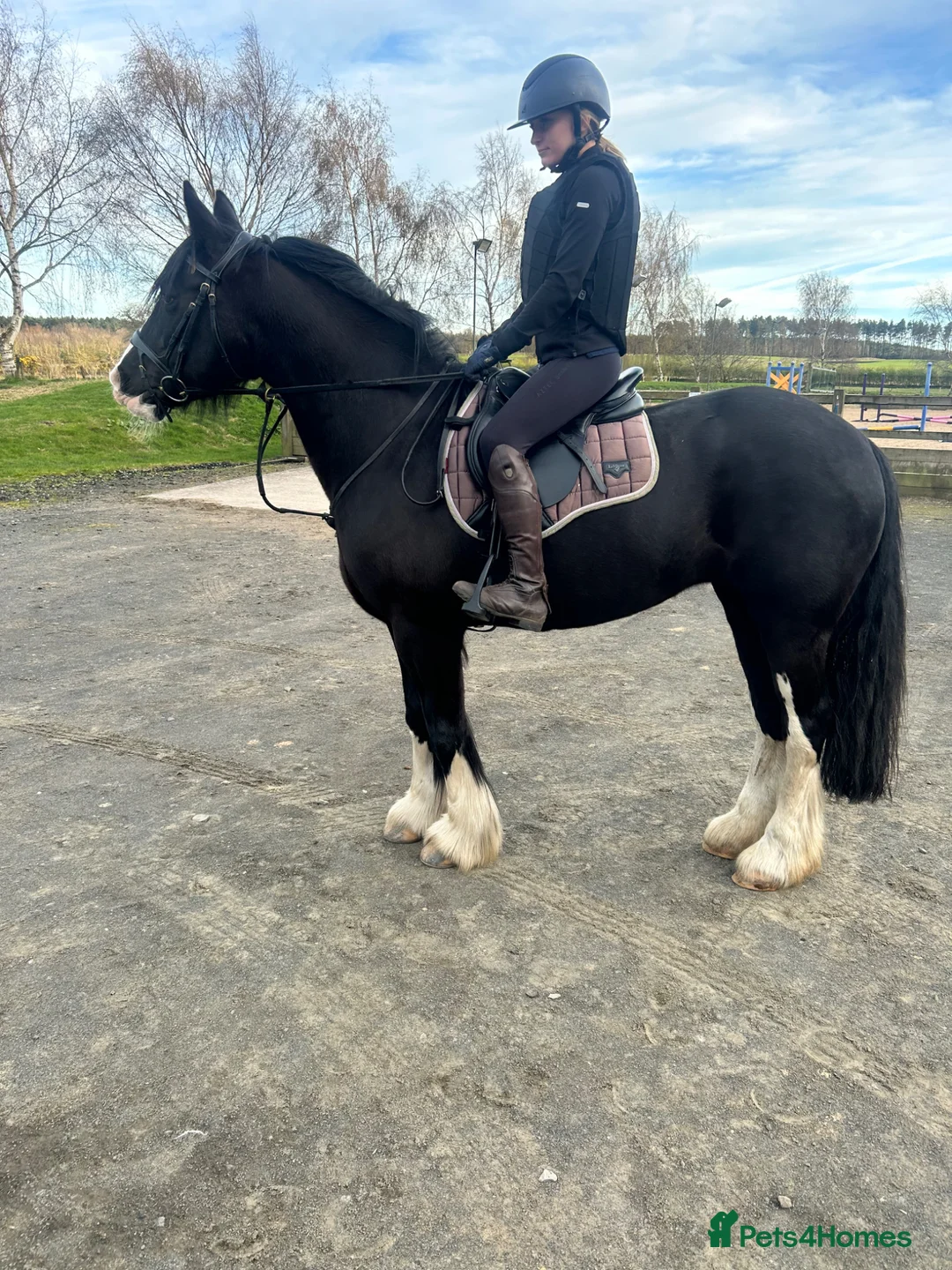 Irish Cob horses for sale: 15hh super fun/safe mare in Newcastle upon Tyne - Advert 2