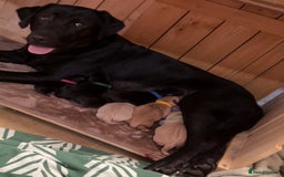 Labrador Retriever dogs for sale: Labrador Puppies  - Image 1