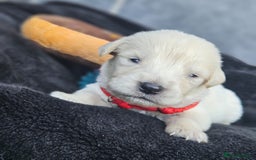 Golden Retriever dogs for sale: Gorgeous kc golden retrievers  - Image 9