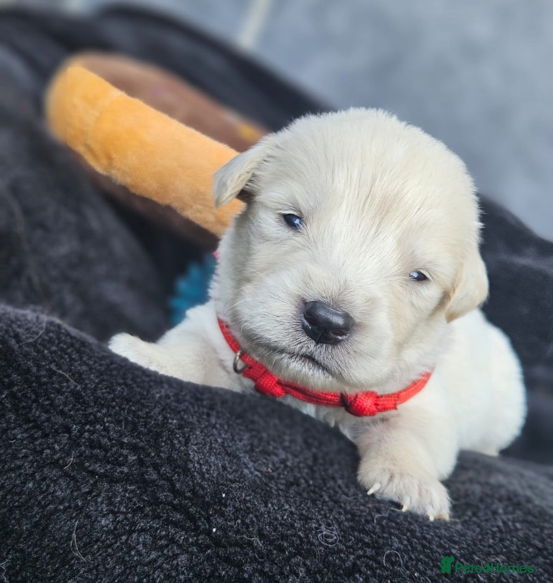Golden Retriever dogs for sale: Gorgeous kc golden retrievers  - Image 9