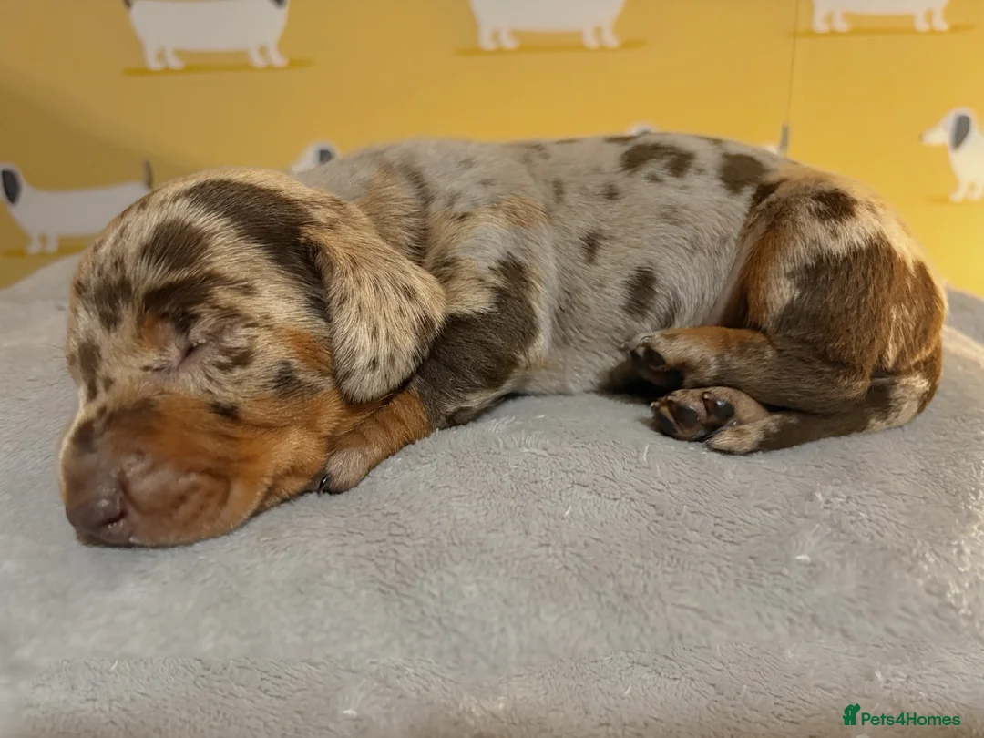 Miniature Dachshund dogs for sale: 🐾 Dapple Boy Newly Available! 🐾 - Advert 14