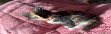 Orange collar- The Split-Face Beauty