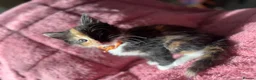 Maine Coon cats for sale: 3 Female Calico MaineCoon Cross Kittens - Advert 12