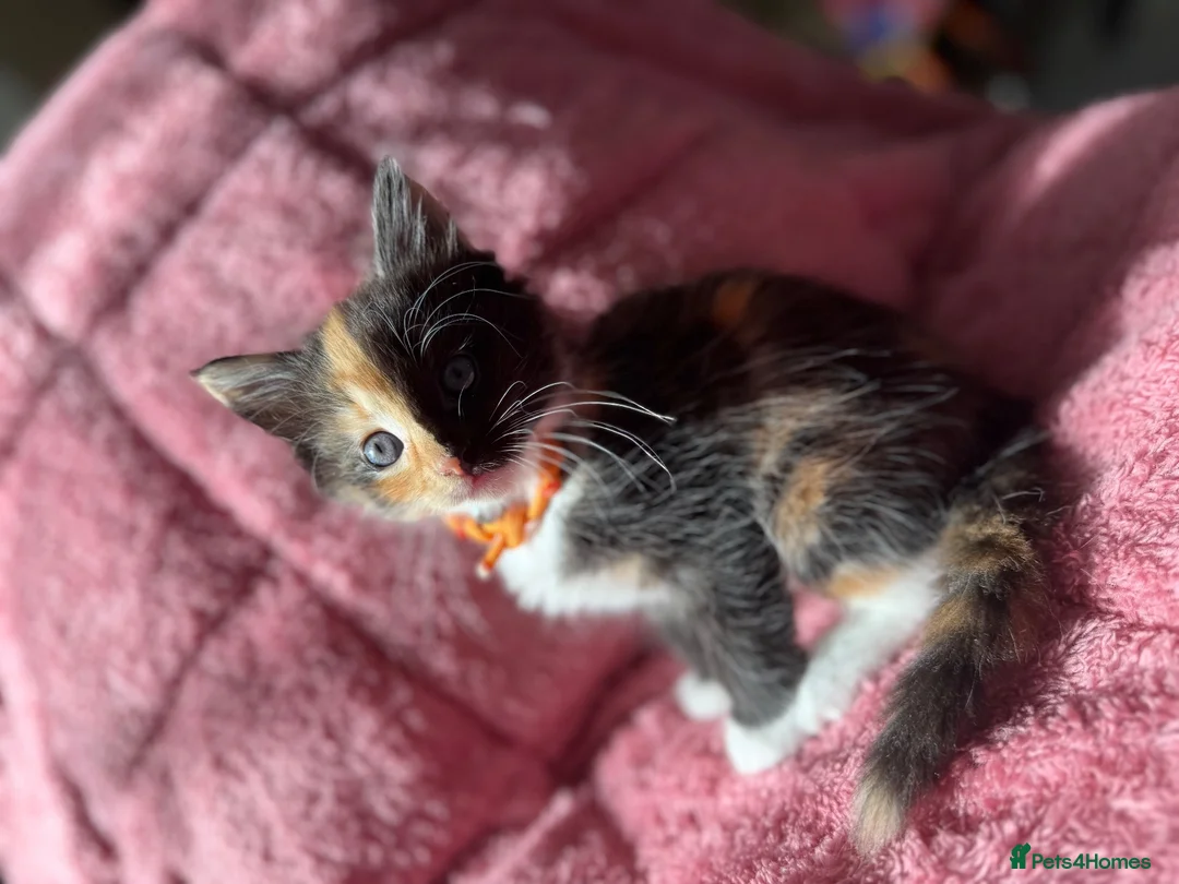 Maine Coon cats for sale: 3 Female Calico MaineCoon Cross Kittens - Advert 12