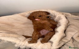 Cavapoochon dogs for sale: Cavapoochon Puppies - Ready 16 October - Image 11