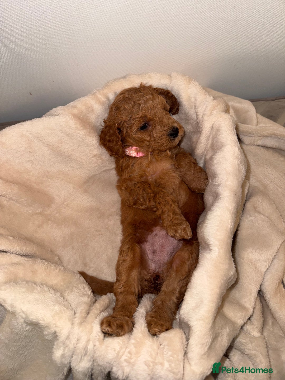 Cavapoochon dogs for sale: Cavapoochon Puppies - Ready 16 October - Image 11